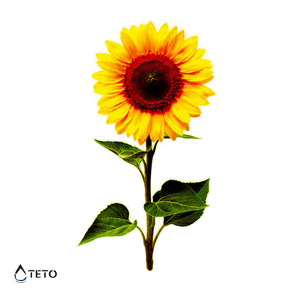 Girasole - TETO Tatuaggi Temporanei
